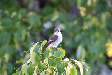 Pied flycatcher in a tree