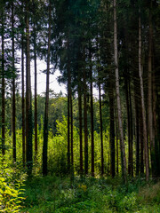 Wiederaufforstung nach Abholzung im Mischwald
