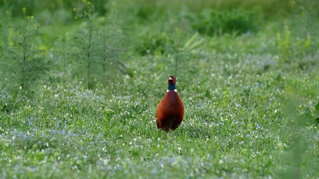 Common pheasant (Phasianus colchicus) call, bird display and crowing