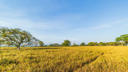 Fototapeta premium Pasture in the countryside of Chiriqui province, with fences made of trees, wood, and barbed wire.