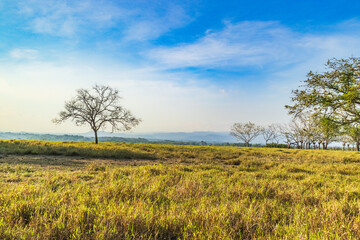 Pasture in the countryside of Chiriqui province, with fences made of trees, wood, and barbed wire.