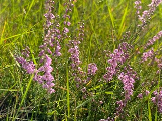 Obraz premium flowers in the meadow