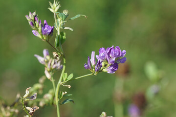 Fototapeta premium Close up flowers of Alfalfa, Lucerne (Medicago sativa), family Fabaceae. Summer, July, Netherlands