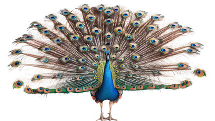 Obraz premium A striking peacock with its tail feathers fanned out in full display, isolated on a white background.