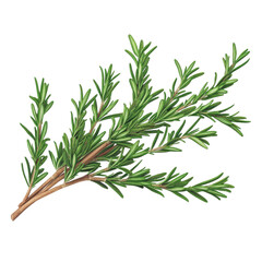 Fototapeta premium Fresh rosemary herb sprig, known for its aromatic flavor and culinary uses in various dishes and recipes.