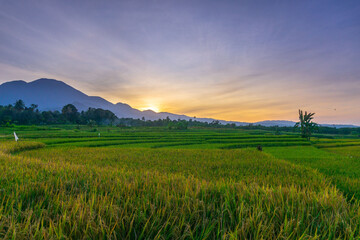 indonesia beauty landscape paddy fields in north bengkulu natural beautiful morning view from Indonesia of mountains and tropical forest