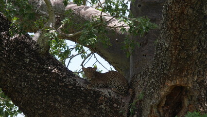 Magnifique léopard, sur une branche. Il te regarde
