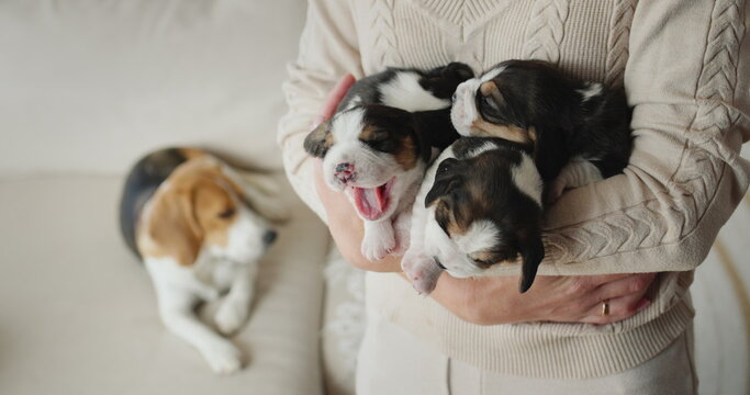 The owner holds an armful of beagle puppies in his hands, in the background there is a mother dog