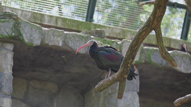 Solitary Bald Ibis Stands on a Branch in its Natural Habitat