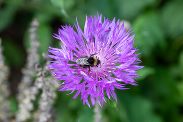 bumblebee on a flower