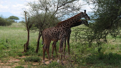 deux majestueuses girafes qui se nourrissent d'un acacia.