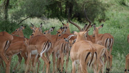 Troupeau de gazelles de Tanzanie, elles restent aux alertes. Leurs corps élancés est bien visible sur ces images de qualités.