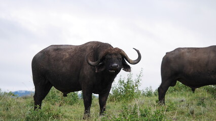 Buffle qui nous regardent tout en m&acirc;chant de l'herbe. On peut bien voir son corps imposant et ses deux cornes.