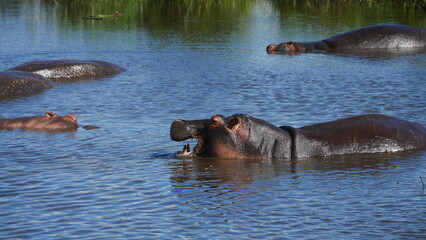 Obraz premium hippopotame qui ouvre la bouche au dessus de l'au du lac. On peut ses grandes dents apparaitre.