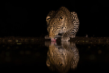 A leopard drinking in the middle of the night