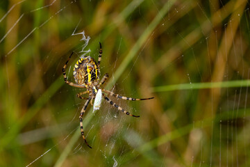 Wasp spider wrapping a prey in silk