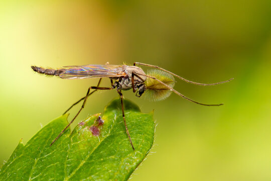 Close-up of a nonbiting midge on a leaf
