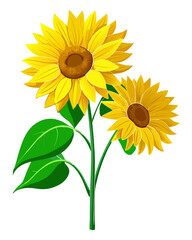 Fototapeta premium sunflowers buds, yellow petals blooming, green stems with leaves, photorealistic digital painting, highly detailed close-up, transparent background