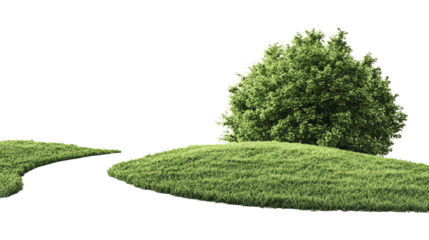Green grassy hill with a lush bush on the side