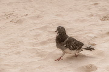 Pigeon pigeons bird birds walking on the beach sand Mexico.