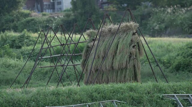 昔ながらの稲架掛け（はさかけ）