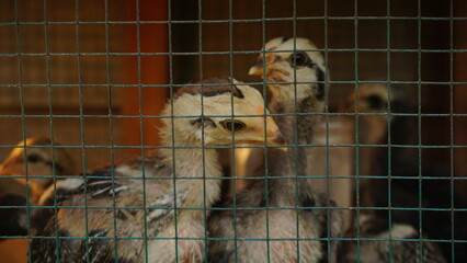 Close-Up of a Chick Inside a Cage on a Family Farm © Zulfatta Dwi Putra