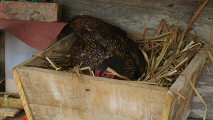 Mother Hen Brooding Over Her Eggs in a Nest