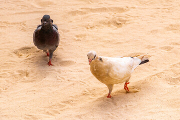 Pigeon pigeons bird birds walking on the beach sand Mexico.
