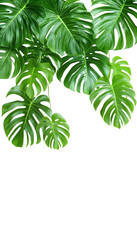 Obraz premium Tropical monstera leaves with a vibrant green hue and intricate patterns