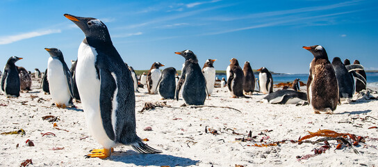 Gentoo Penguins Sea Lion Island The Falkland Islands