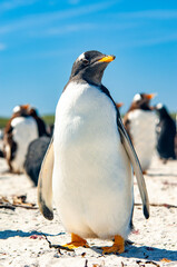 Fototapeta premium Gentoo Penguins Sea Lion Island The Falkland Islands