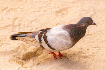 Pigeon pigeons bird birds walking on the beach sand Mexico.