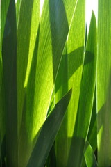 Background of green leaves opposite the sun
