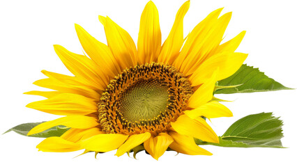 Obraz premium Single bright yellow sunflower with a large blooming head, isolated on a white background.