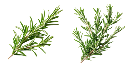 Close-up of two fresh rosemary sprigs 
