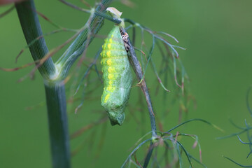 Old World swallowtail pupa (Papilio machaon) on dill in the garden.