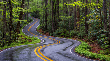 Fototapeta premium A winding road stretches through a dense, vibrant green forest, with wet pavement reflecting the surrounding trees. Concept of travel and nature.