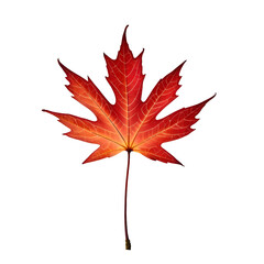 autumn maple leaf