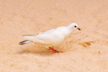 Pigeon pigeons bird birds walking on the beach sand Mexico.