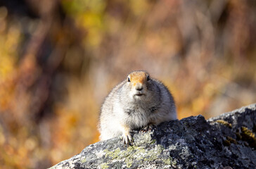 Arctic Ground Squirrel in Denali National Park Alaska in Autumn