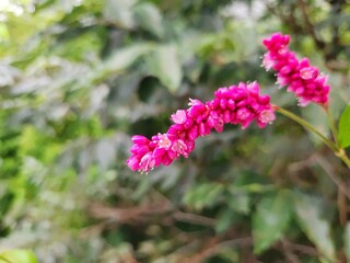 Close up red flowers Summer.
