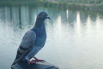 Adult Rock Dove or common pigeon Close -up, bird. perched on a wooden post on the lake on a blurry background. City pigeon - carrier of diseases and tuberculosis