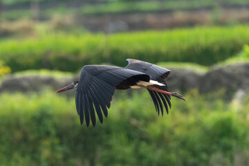 Asian Woolly-necked Stork flight in over farmland. The Asian Woolly-necked Stork is a striking bird with a distinctive woolly neck and black plumage.