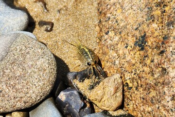 ligia italica. close up of a sea flea or sand hopper (Talitrus saltator) on the sea sand background