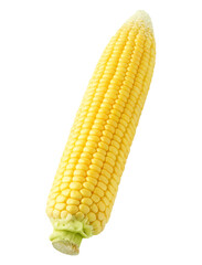 One raw peeled corn cob cut out