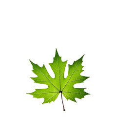 autumn maple leaf