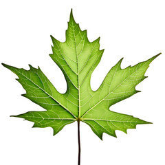 autumn maple leaf