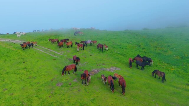 Herd of mares in the meadows of Puertos de Sejos in the Sierra del Cordel. Campoo Cabu&eacute;rniga Association. Saja Natural Park. Cantabria. Spain. Europe