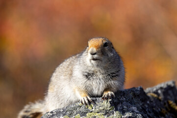 Arctic Ground Squirrel in Denali National Park Alaska in Autumn