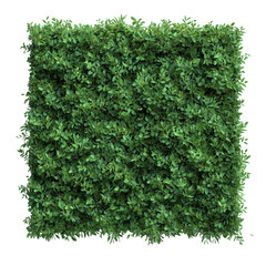 Obraz premium Square Shaped Green Bush. Transparent Bush. Bushes with alpha channel.